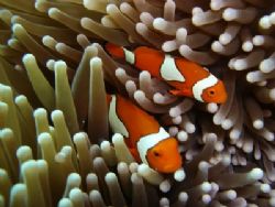 Nemo I am you father - Clown fish on the Great Barrier Reef by Petra Kuzev 